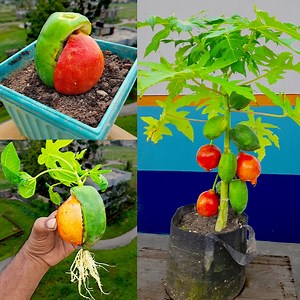 How to grow two different fruits at same plant at home || The method of home planting | Rana Craft