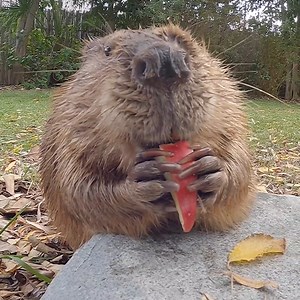 Merry Beavmas 🦫 | San Diego Zoo