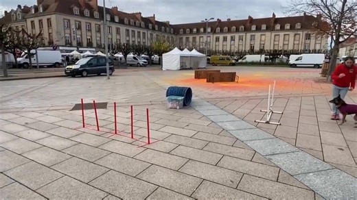 Venez voir nos démonstrations d'agility avec Coup de pattes et le refuge de la Haute Borne. Nous sommes sur la place D'armes près de la Déesse. | Refuge de la Haute-Borne