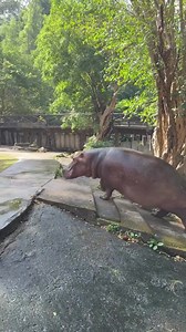 Hippo Plays With Ball at the Zoo