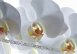 Plante: Orhideea primrose, Primula vialii - plante și îngrijire | 2025