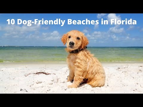 10 Dog-Friendly Beaches in Florida