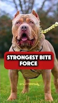 Top 5 Most Dangerous Dogs You Should NEVER Mess With 😱🐕