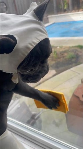 🐶🧹 Frenchie Gets Her FIRST Job as a “French Maid” — Cutest Employee Ever! #HardWorkingPup