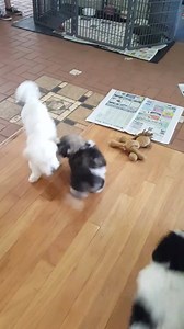 7.3K views · 97 reactions | Willow and Bettys boys playing with Buddy in the living room. Buddy is one of our puppies we sold before Christmas who came back for a visit and some play time. | Noahs Little Ark | Facebook