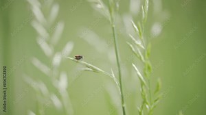 Red Milkweed Beetle in Boulder County Colorado, Insects in the Front Range, Wildlife