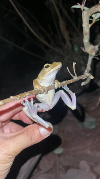 You Can’t Stop Laughing at These Funny Jumping Frogs! 🐸😂