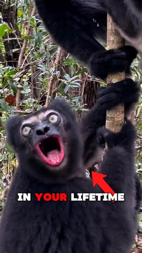 These Animals Are Almost Extinct