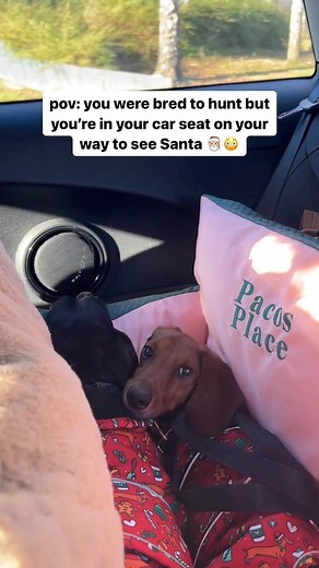 333K views · 6.4K reactions | Evolution at its finest  Credits:@pacos.place #Dachshund #SausageDogCentral | Sausage Dog Central | Facebook