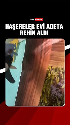 ERL HABER | Evin Duvar Resminden Böcek Sürüsü Çıktı #reels #viral #fyp | Instagram