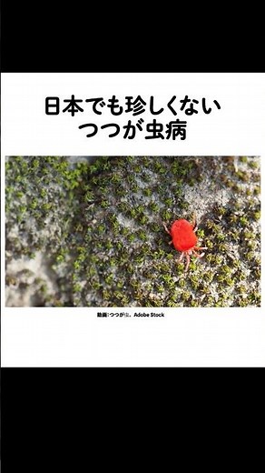 【つつが虫病】野外活動時に要注意⚠️ダニ対策で感染症を防ごう！【発熱・刺し口・発疹に注意】#感染症対策 #ダニ対策 #健康管理