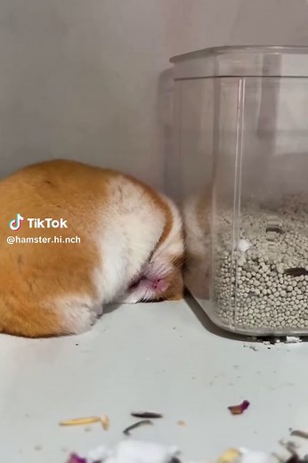 Hamster care tips: Hamster Hoinach & Thuinach guide
