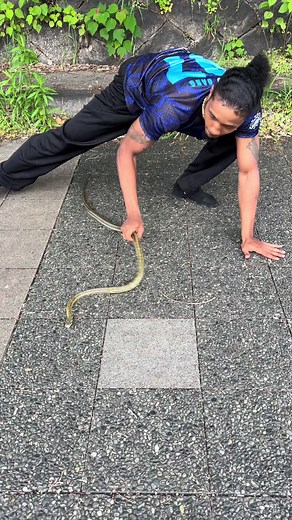 Serpent au Japon : découverte du serpent ratier japonais