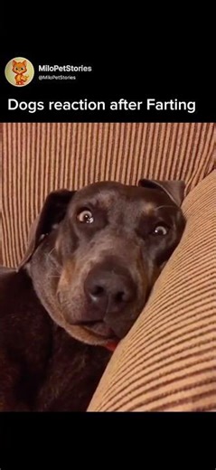 Dogs Feaction After Farting🤣 🐶