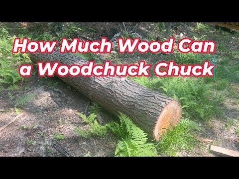 Saw Milling a Large Hemlock Log