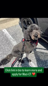 UPDATE: Mazi-CT has been adopted❣️ ▪️▪️▪️▪️ Meet Magnificent Mazi-Connecticut, a 3-year-old 80 lb male Goldendoodle who is an IDOG foster home in Lyme, Connecticut. Mazi-CT can be described as: 😘 Affectionate/Snuggly 👋🏻 Friendly 🎾 Playful 🥰 Gentle/Calm/Shy 💡 Smart *INQUIRIES SENT THROUGH PETFINDER WILL NOT BE ANSWERED AS WE DO NOT HAVE THE MANPOWER TO RESPOND TO THEM. PLEASE COMPLETE OUR ADOPTION APPLICATION HERE: http://www.idogrescue.com/adoption_application ‼️We do allow out of state ad