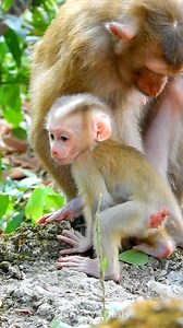 OMG smart newborn baby monkey learn to walk very well with good momma | Monkeys Daily