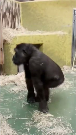 Spinning monkey 😂 🐵 #viral #animals #Funny #Shorts