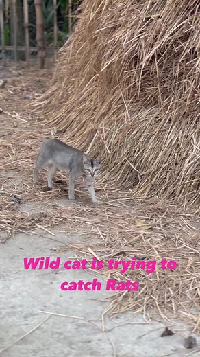 2.4K views · 53 reactions | Wild cat is trying to catch Rats | Crazy Cat Lovers | Facebook