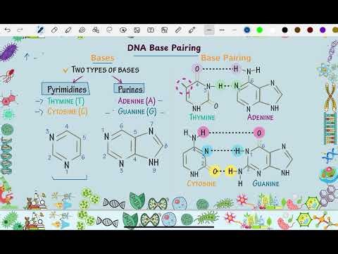 DNA base pairing easy to understand biology lecture