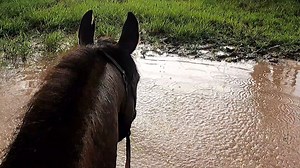 Ride With Me 284. Chopper Mustering cattle that had been mixed up after a fence was down. Sometimes you don't get them all and sometimes there's an animal that needs extra care. SHARE & RECONNECT a city friend to the bush... #FarmersFeedYou #ImaFarmersFriend #aTrueStory #iTrustAustralianFarmers | Cattle, Horses & Kangaroos