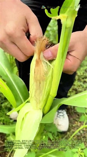 🌽実りの確認: トウモロコシの収穫適期を見極める手作業