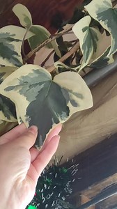 10K views · 223 reactions | Hedera Helix Variegada 懶 #Plantas #plantlove #Jardin #amolasplantas #fyp #plantlife #verde #foryou #parati #hiedra | Sueños Plantiles | Facebook