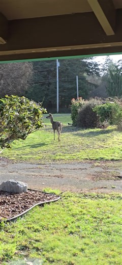 Ken White (@yakama101)’s videos with Austin Powers Theme (Soul Bossa Nova) - N.Y. Jazz Orchestra