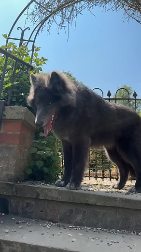 58K views · 2.4K reactions | In our beautiful English Rose garden with Anneka Svenska #garden #gardens #rose #roses #rosegarden #tudor #england #mybluewolf #bluewolf #bluewolfdog #wolf #wolves #wolfdog #beautifulviews | My Blue Wolf | Facebook