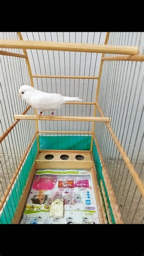 #canaries #canary #canario #canariobelga #canarios #canáriobelga #canários #canário #canarinho