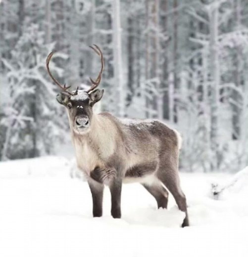 Reindeer sound