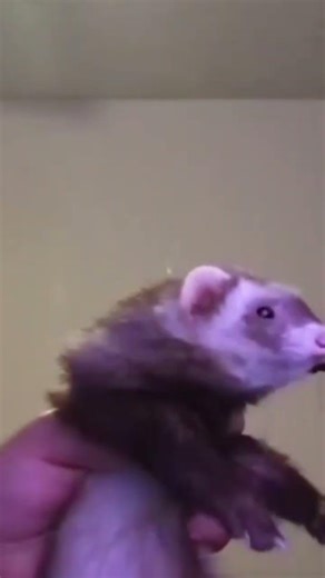 silly ferret XD