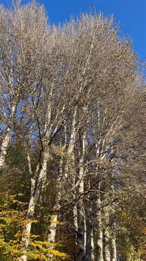 Ida Barra Caracciolo on Reels