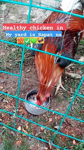 178 reactions · 26 shares | Sign off na manok✅ Disclaimer : no animals where harm while taking this post, for Viewing and breeding purposes only, no illegal use. #everyoneシ゚ #sabungislife #followers #nonfollowersviewers #alagangBmegintegra #PROGEN-Z #VITMINPRO #REDCELL #Astig #respigendrops #TATAKEXCELLENCE #bydd3veybackyard #backyardbreeders #noanimalsharmedwhiletakingthispost | Ddvey Backyard | Facebook