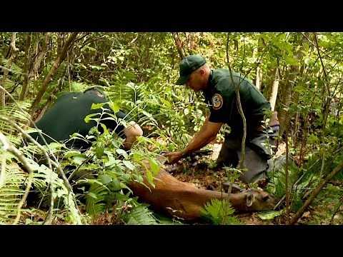 Hit By A Car, This Injured Deer Is Clinging To Life | North Woods Law