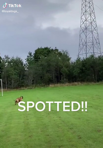 Dog Chasing Rabbit in Grassland - Exciting Video!