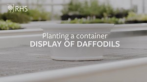 RHS Garden Wisley Horticulturist Alex Young takes us through a step-by-step guide on how to plant a daffodil arrangement in a container. Alex uses three types of Narcissus - 'New Baby', 'More and More' and 'Arctic Bells'. Visit RHS Plants to buy daffodil bulbs for planting this autumn: https://www.rhsplants.co.uk/?utm_source=social&utm_medium=organic&utm_campaign=bulbweek #GrowAtHome | RHS - Royal Horticultural Society