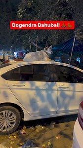 6K views · 43 reactions | Dogendra bahubali  #doglover #MarutiSuzuki #SUZUKICiaz #sahulchaudhary #sahul #reels | Mr Drive | Facebook