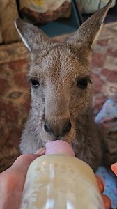 Droo 🧡 Orphaned Eastern Grey Kangaroo joey | Wildwood Wildlife Shelter - Gariwerd
