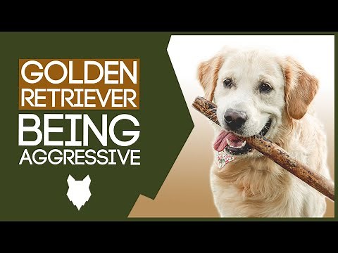 AGGRESSIVE GOLDEN RETRIEVER TRAINING! How To Train Aggressive Golden Retriever Puppy!