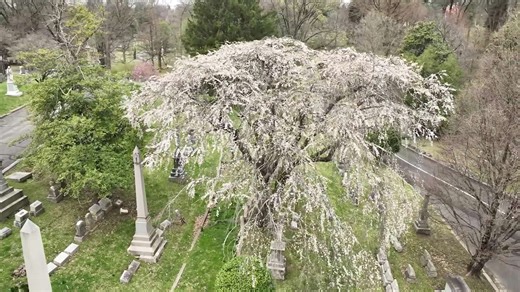LOOK | Cherry blossoms in bloom at Louisville cemetery
