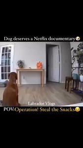 The world's cutest thief😍😂. This dog needs a job at the CIA🙌. Dog is smarter than your security system & what about cat🤣 #dogs #cutest #thief #ThiefCaught #labrador #dog #StealOfTheDay #cat #caught #doggo #operations #mission #stealing #food #snacks #funnyvideos #intelligence #intelligentdogs #reelsvideoシ #reelsviralシfb #reelsfbシ | Labrador Vlogs