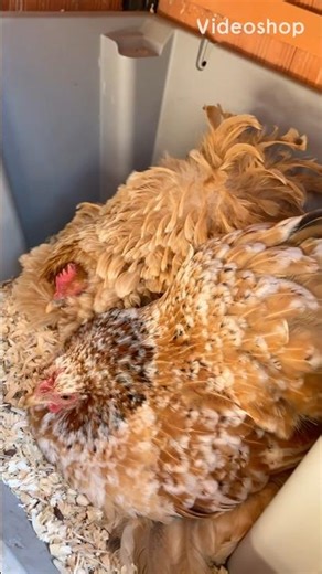 Cluckers LOUD broody hens causing a ruckus. Wobbles and Boots have been sitting here 5 days straight