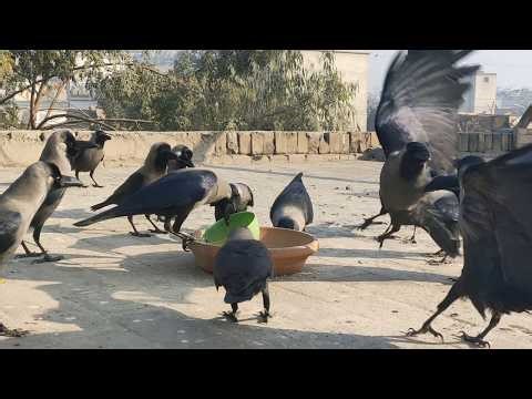 Crow Birds Unity Anger And Sounds Angry Kawa Ki Awaz Crowing Sounds