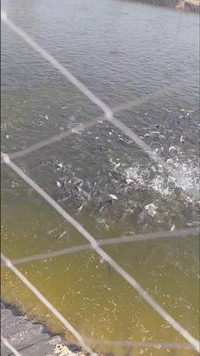 #fishing #youtubeshorts #short #shortvideo #vlog #funny #comedy #live #like #trending #shorts #fyp