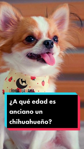 ¿A qué edad es anciano un chihuahueño? Descúbrelo aquí