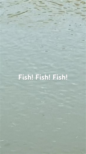 let fish dance in the river (踊ろよFish!）