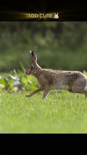 Cute Bunny Playing in Garden 🐰🌿 | Relaxing Rabbit Video #shorts