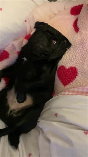 Adorable Pug Videos That Will Make You Smile