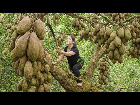 Harvesting Green Cotton Ball | Cooking Sweet Soup White Tapioca Pearls | Unique Country Dessert